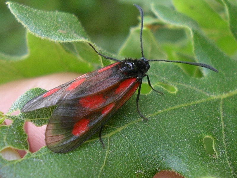 Zygaena loti